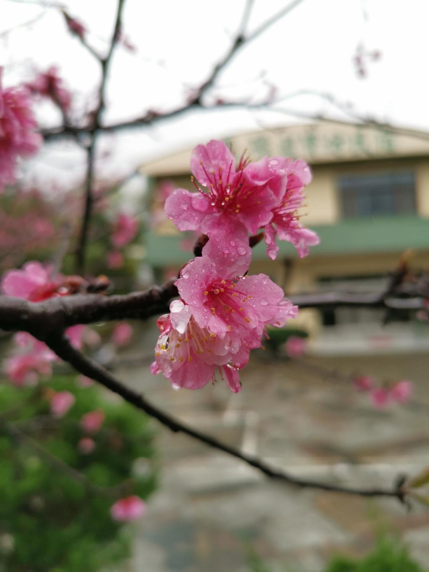 Tai Yu Ju Bao Fang B&B Луйе Экстерьер фото